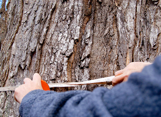 Measuring a grand old maple stock photo