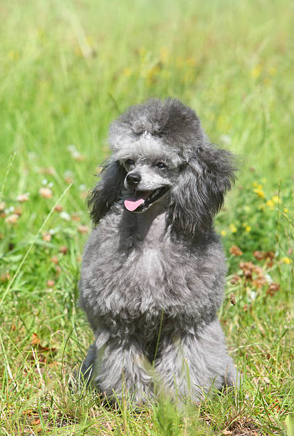 istock Toy poodle on green grass 177440717