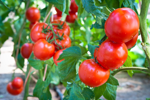 Green and red young tomato vegetable on a branch in the garden