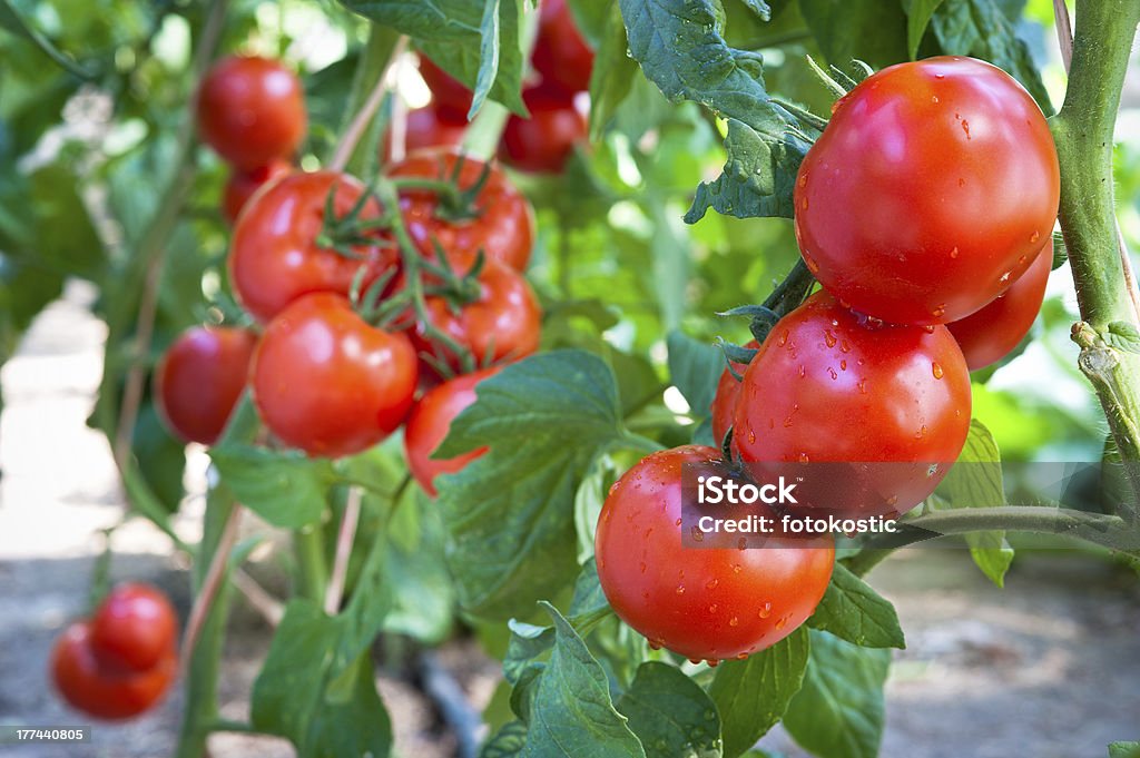 Growing  tomatoes Growing red tomatoes in greenhouse Tomato Plant Stock Photo