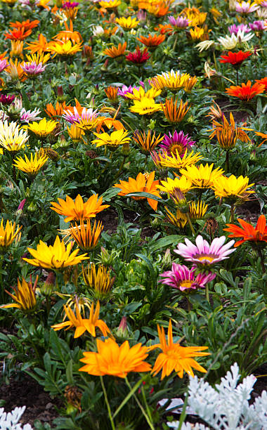 Multi colored Flowers stock photo