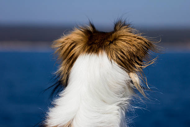 istock Dog looking at the sea 177441526
