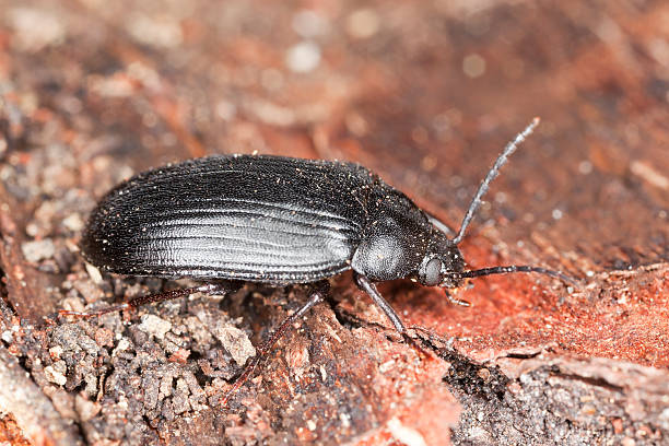 istock Prionychus melanarius sitting on wood, macro photo 177441762