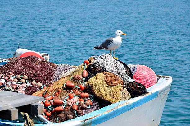 istock Yellow-legged gull on fishing boat 177441844