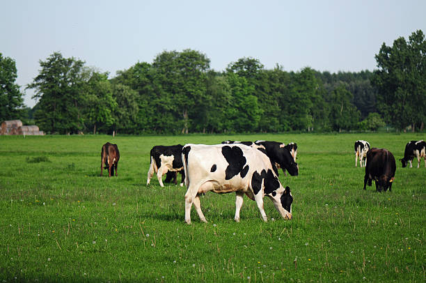 Free Stock Photo of A Group of Cows Grazing on a Lush Green Field ...