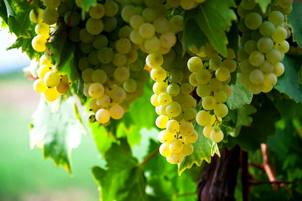 istock White Grapes of Wine 177442273