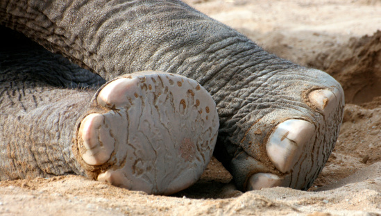 elephant foot