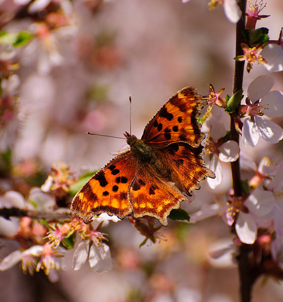 istock Orange butterfly in white flowers 177442497