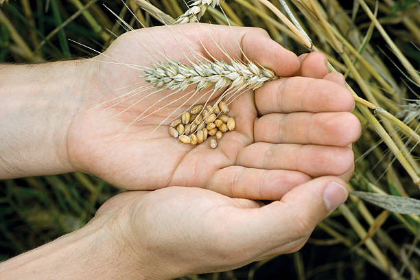 Hände mit Weizen und Getreide – Foto