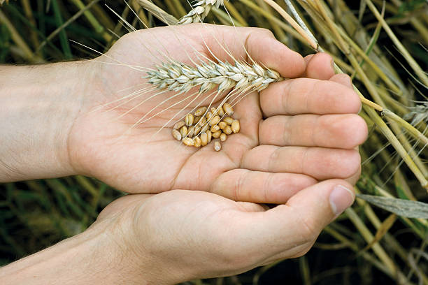 Mains avec des grains de blé - Photo