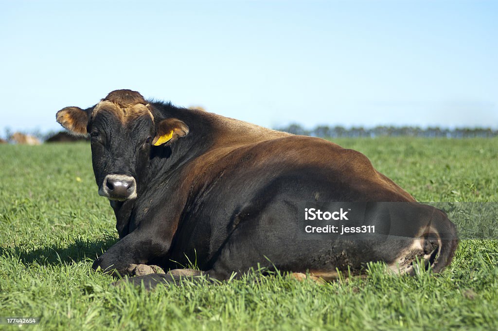 Jersey-Bull - Lizenzfrei Lolch Stock-Foto