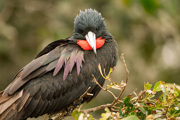 istock Male Magnificent Frigatebird 177442707