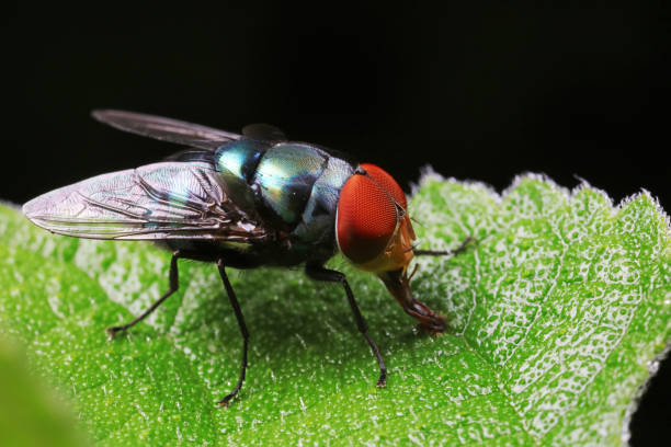 istock Flies on plants in the nature, North China Plain 1774427460