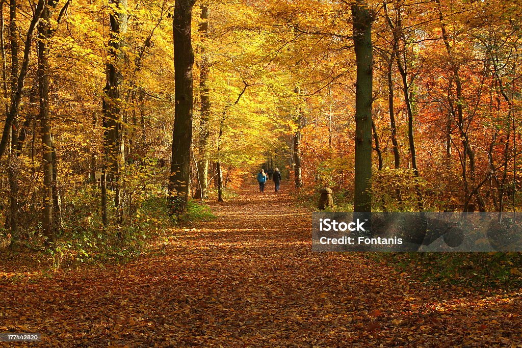 Forrest im Herbst-Saison - Lizenzfrei Baum Stock-Foto