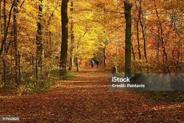 Forrest No Outono Temporada - Fotografias de stock e mais imagens de Amarelo - Amarelo, Ao Ar Livre, Beleza natural
