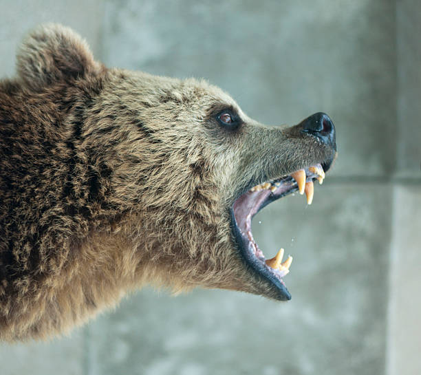 Angry Bear - foto de stock