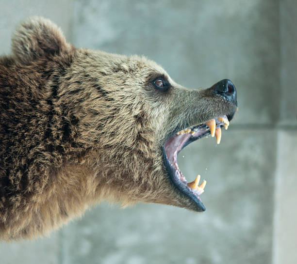Ours en colère - Photo
