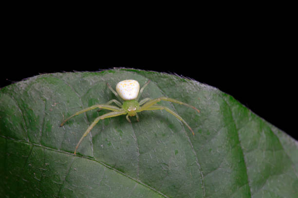 istock Crabs inhabit wild plants in North China 1774431765