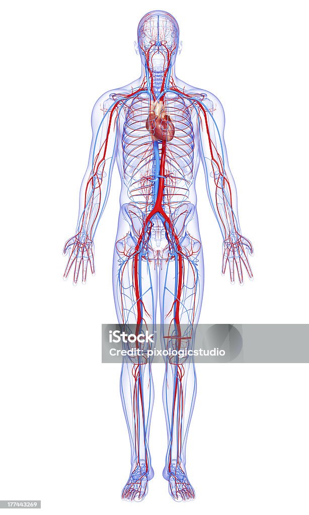 雄全身の循環システムを引き立てるハート - 人体のロイヤリティフリーストックフォト