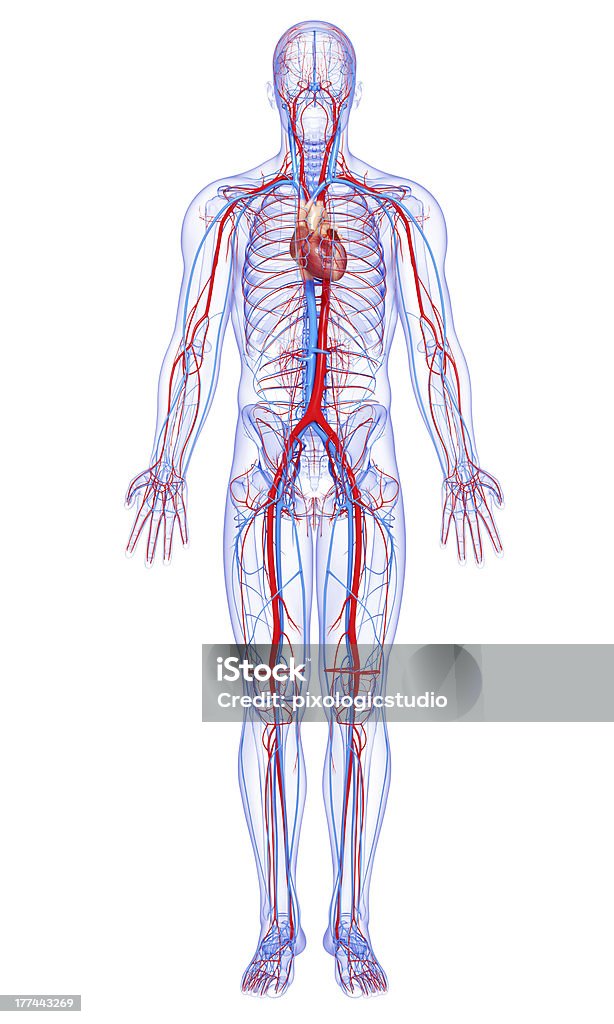 male full body circulatory system highlights heart 3d art illustration of male full body circulatory system highlights heart The Human Body Stock Photo