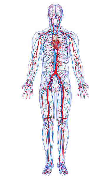 male full body circulatory system highlights heart 3d art illustration of male full body circulatory system highlights heart cardiovascular system stock pictures, royalty-free photos & images