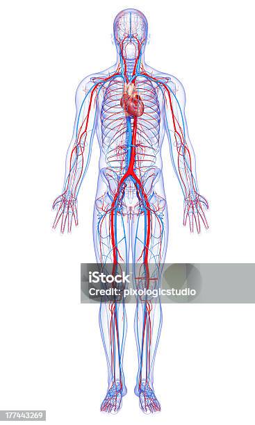 Male Full Body Circulatory System Highlights Heart Stock Photo - Download Image Now - The Human Body, Diagram, Anatomy