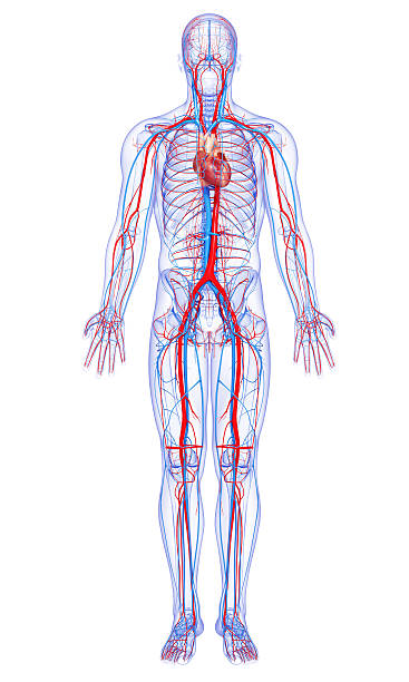 homem de corpo inteiro sistema circulatório realça coração - vascular imagens e fotografias de stock