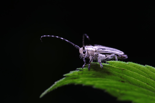 Detailed Close-up of a Brown Muscidae Fly on Grass with Dark Background