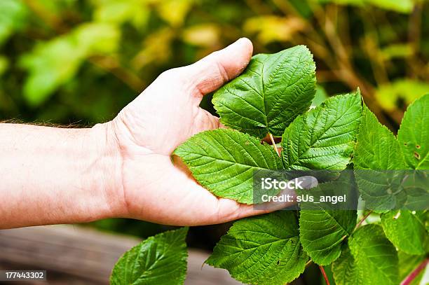 Foto de Bush De Framboesa e mais fotos de stock de Abraçar - Abraçar, Agarrar, Agricultura