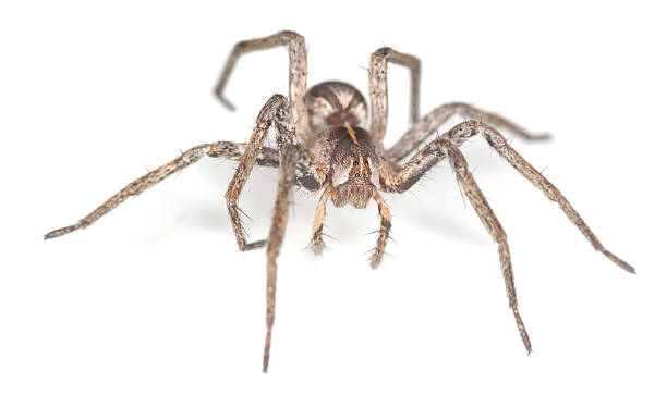 istock Wolf spider isolated on white background, macro photo 177443556