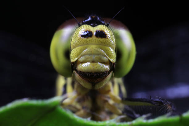 istock Close up of dragonfly's compound eyes 1774436819