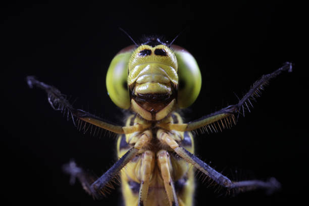 istock Close up of dragonfly's compound eyes 1774436825