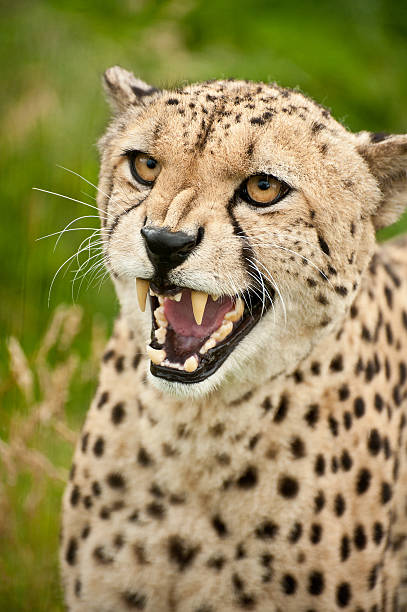 istock Cheetah Acinonyx Jubatus Big Cat 177443719