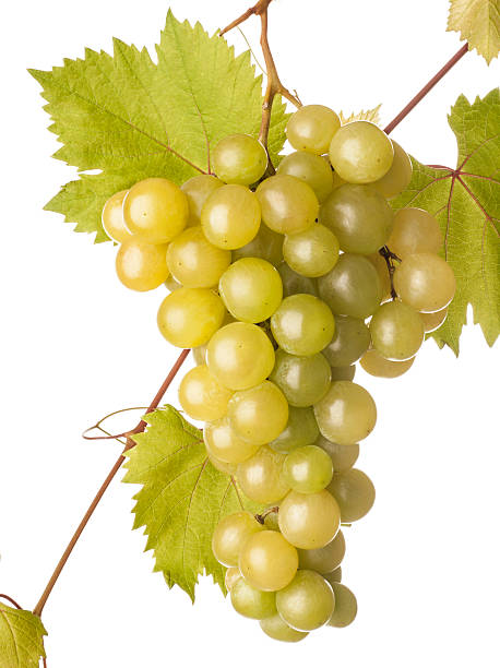 istock bunch of grapes with a bottle and glass 177443768