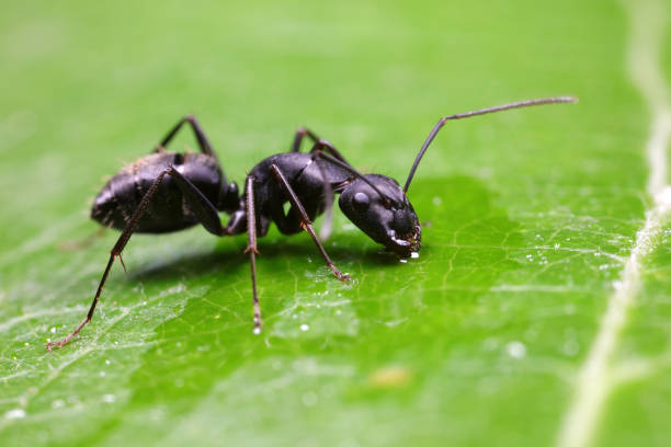 istock Ants on wild plants, North China 1774438425