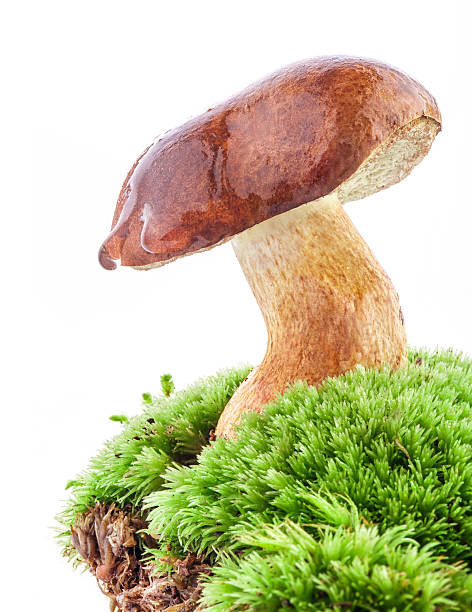 boletus edulis hongos on moss - cepe fungus forest dining fotografías e imágenes de stock