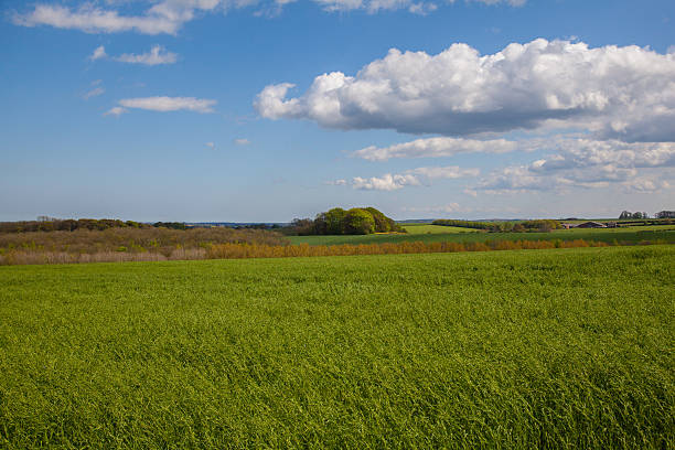 istock Green feilds in the lincolnshire wolds with sky 177443939