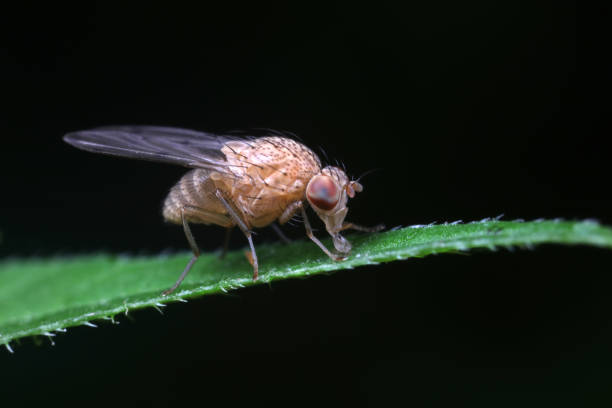 istock Flies on plants in the nature, North China Plain 1774441304