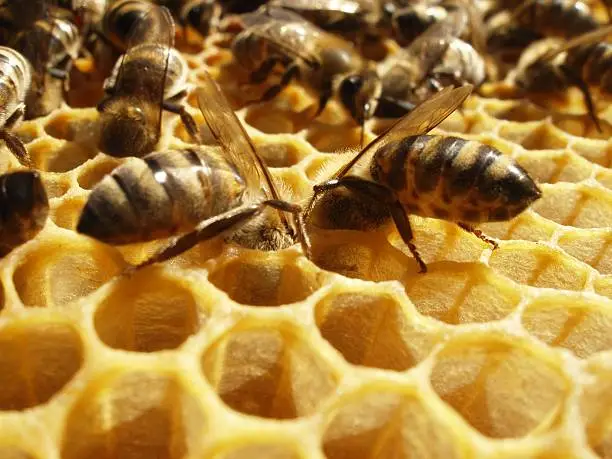 Bees are cleaning up the honeycomb cells