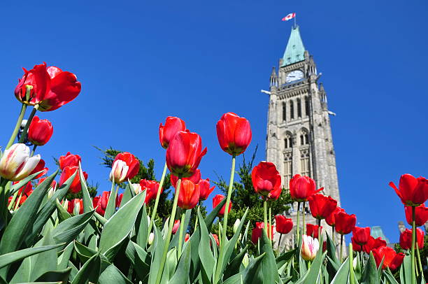 tulipán festival de ottawa - building exterior day tower clock fotografías e imágenes de stock