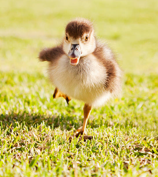 patito en la ejecución - uncoordinated fotografías e imágenes de stock