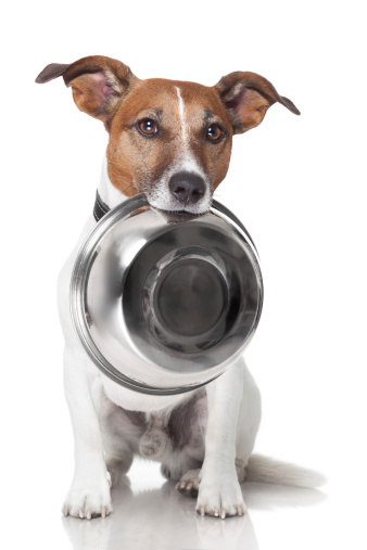 hungry dog food bowl mouth