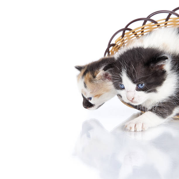 istock Two adorable small kitten in  wooden basket isolated over white 177444851