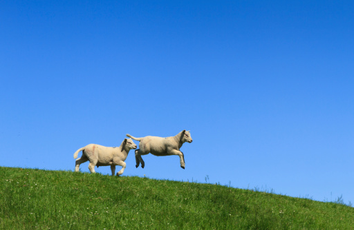 Two lamb, one jumping, on a green dike in the Netherlands.