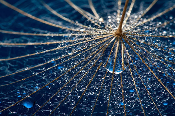 istock Wet dandillion with big water drop 177444935
