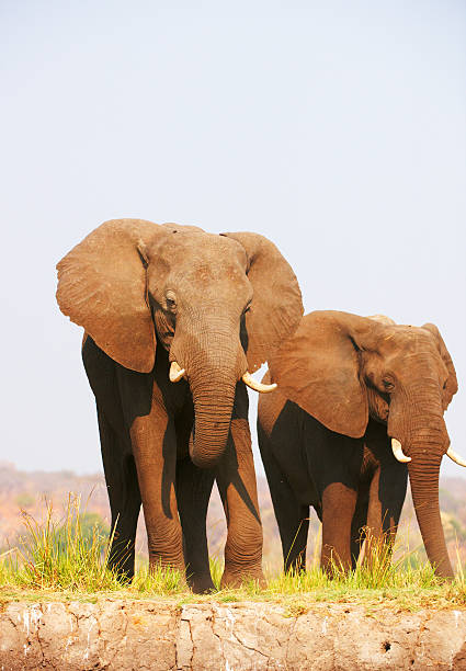 istock Herd of African elephants 177445106