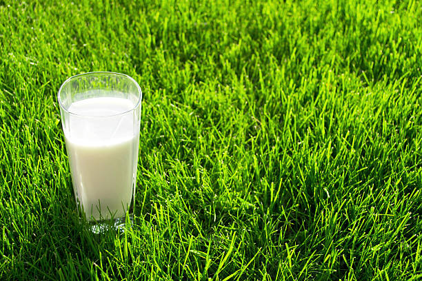 Glass of milk outside on green grass stock photo