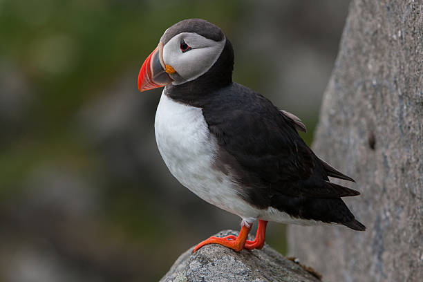istock Atlantic Puffin (Fratercula arctica) at Runde island (Norway) 177445166