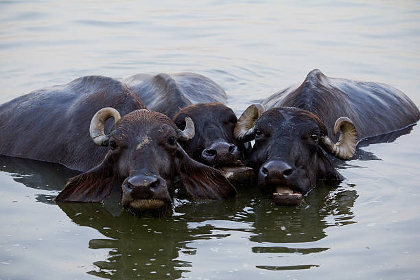 istock Indian cow escape from the heat. India, Ganges 177445262