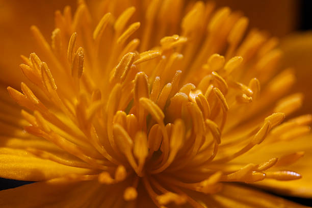 Marsh marigold stock photo